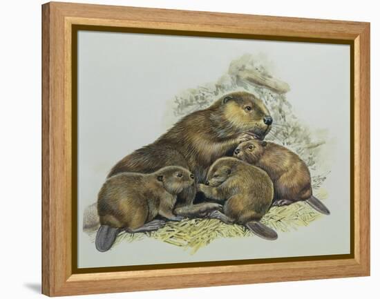 Close-Up of a Female Beaver Lying with its Young (Castor Fiber)-null-Framed Premier Image Canvas