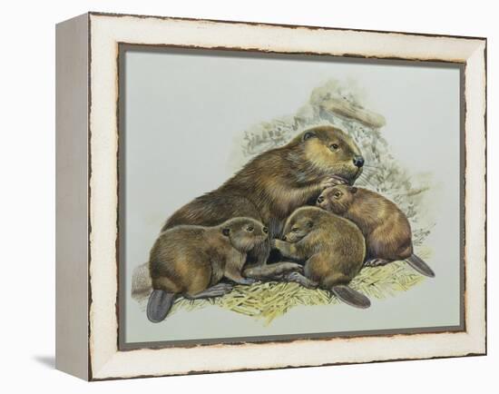 Close-Up of a Female Beaver Lying with its Young (Castor Fiber)-null-Framed Premier Image Canvas