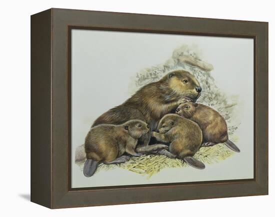 Close-Up of a Female Beaver Lying with its Young (Castor Fiber)-null-Framed Premier Image Canvas