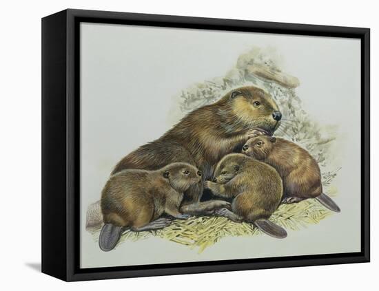 Close-Up of a Female Beaver Lying with its Young (Castor Fiber)-null-Framed Premier Image Canvas