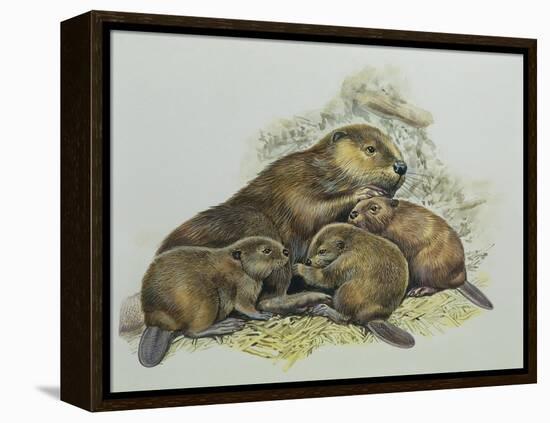 Close-Up of a Female Beaver Lying with its Young (Castor Fiber)-null-Framed Premier Image Canvas