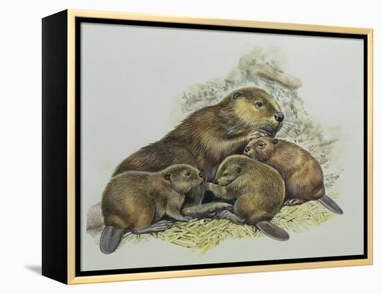 Close-Up of a Female Beaver Lying with its Young (Castor Fiber)-null-Framed Premier Image Canvas