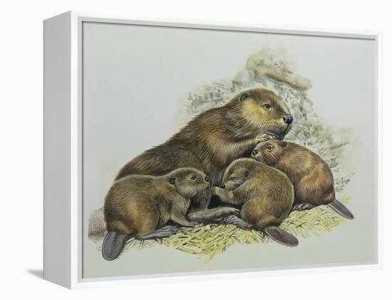 Close-Up of a Female Beaver Lying with its Young (Castor Fiber)-null-Framed Premier Image Canvas