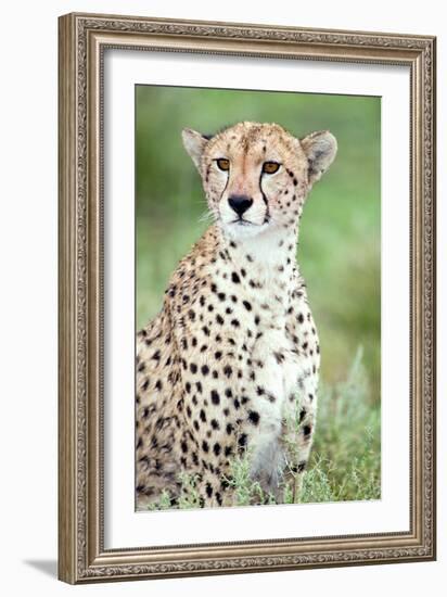 Close-Up of a Female Cheetah (Acinonyx Jubatus) in a Forest, Ndutu, Ngorongoro, Tanzania-null-Framed Photographic Print