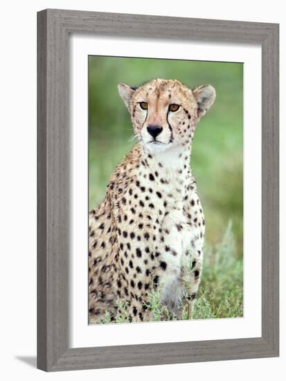 Close-Up of a Female Cheetah (Acinonyx Jubatus) in a Forest, Ndutu, Ngorongoro, Tanzania-null-Framed Photographic Print