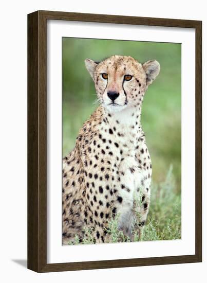 Close-Up of a Female Cheetah (Acinonyx Jubatus) in a Forest, Ndutu, Ngorongoro, Tanzania-null-Framed Photographic Print