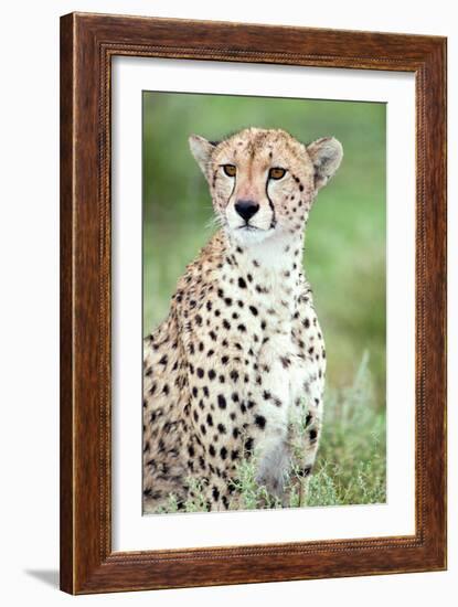 Close-Up of a Female Cheetah (Acinonyx Jubatus) in a Forest, Ndutu, Ngorongoro, Tanzania-null-Framed Photographic Print