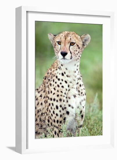 Close-Up of a Female Cheetah (Acinonyx Jubatus) in a Forest, Ndutu, Ngorongoro, Tanzania-null-Framed Photographic Print