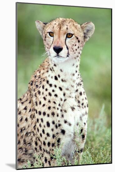 Close-Up of a Female Cheetah (Acinonyx Jubatus) in a Forest, Ndutu, Ngorongoro, Tanzania-null-Mounted Photographic Print