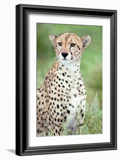 Close-Up of a Female Cheetah (Acinonyx Jubatus) in a Forest, Ndutu, Ngorongoro, Tanzania-null-Framed Photographic Print