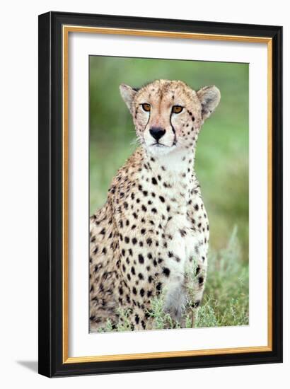 Close-Up of a Female Cheetah (Acinonyx Jubatus) in a Forest, Ndutu, Ngorongoro, Tanzania-null-Framed Photographic Print