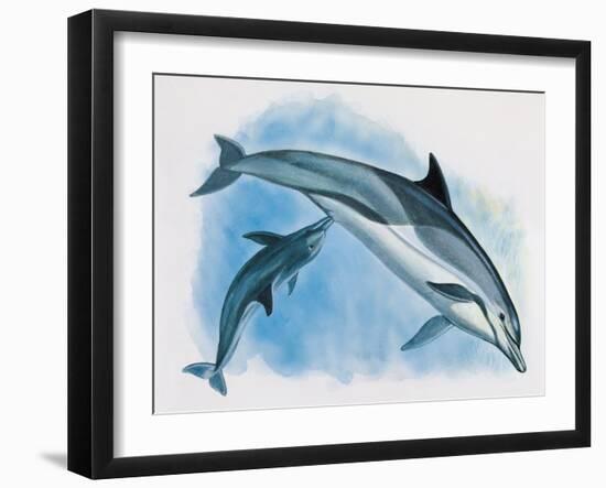 Close-Up of a Female Dolphin Swimming Underwater with a Calf (Delphinus Delphis)-null-Framed Giclee Print