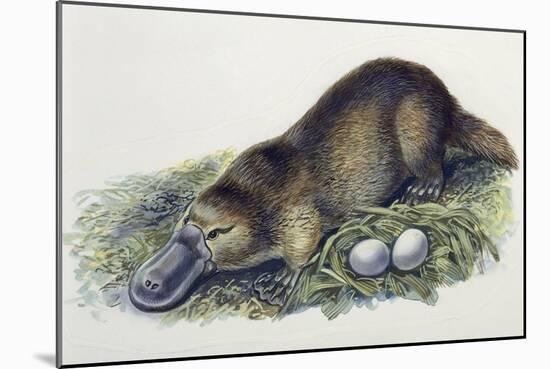 Close-Up of a Female Duck-Billed Platypus with Two Eggs (Ornithorhynchus Anatinus)-null-Mounted Giclee Print