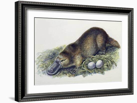 Close-Up of a Female Duck-Billed Platypus with Two Eggs (Ornithorhynchus Anatinus)-null-Framed Giclee Print