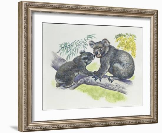 Close-Up of a Female Koala with a Joey-null-Framed Giclee Print