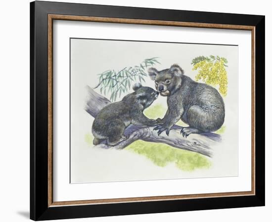 Close-Up of a Female Koala with a Joey-null-Framed Giclee Print