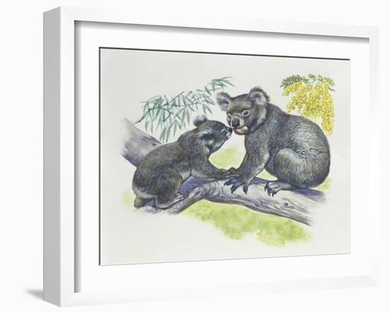 Close-Up of a Female Koala with a Joey-null-Framed Giclee Print