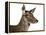 Close-Up of a Female Red Deer in Front of a White Background-Life on White-Framed Premier Image Canvas