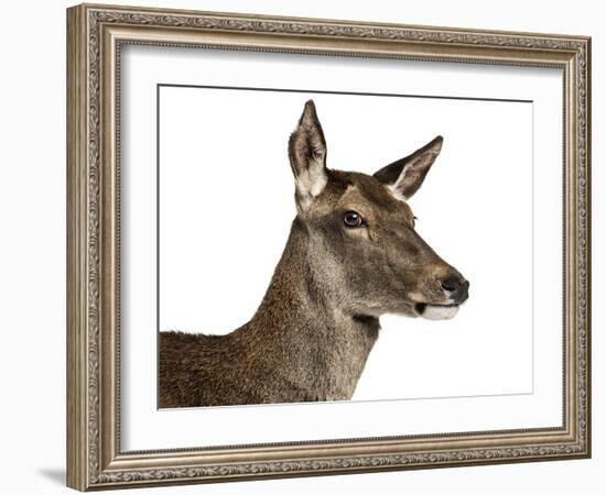 Close-Up of a Female Red Deer in Front of a White Background-Life on White-Framed Photographic Print