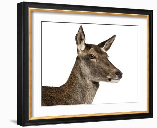 Close-Up of a Female Red Deer in Front of a White Background-Life on White-Framed Photographic Print