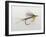 Close-up of a Fishing Lure-null-Framed Photographic Print