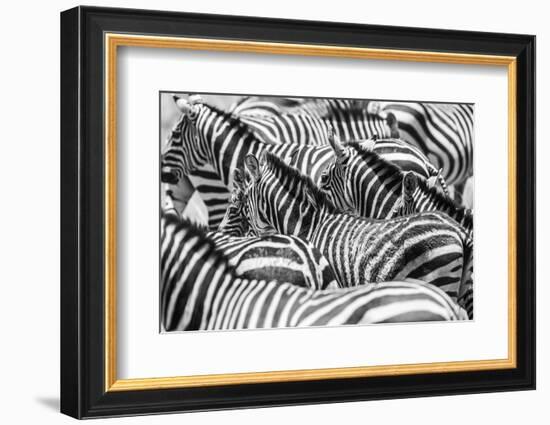 Close up of a Flock with Black and White Zebras-kjekol-Framed Photographic Print