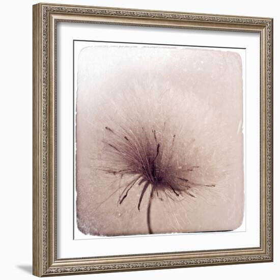 Close Up of a Flowers Seeds-Trigger Image-Framed Photographic Print