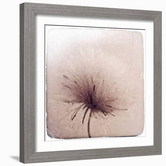 Close Up of a Flowers Seeds-Trigger Image-Framed Photographic Print