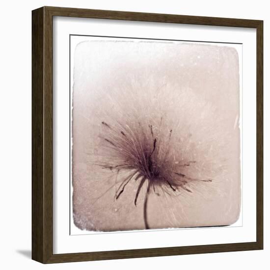 Close Up of a Flowers Seeds-Trigger Image-Framed Photographic Print