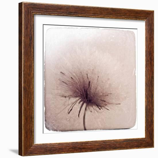 Close Up of a Flowers Seeds-Trigger Image-Framed Photographic Print