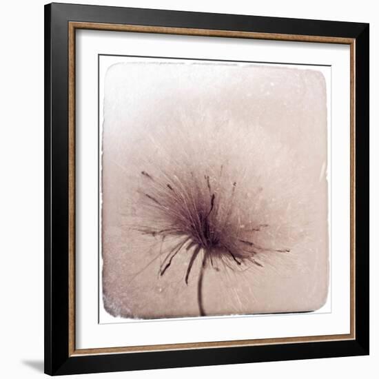 Close Up of a Flowers Seeds-Trigger Image-Framed Photographic Print
