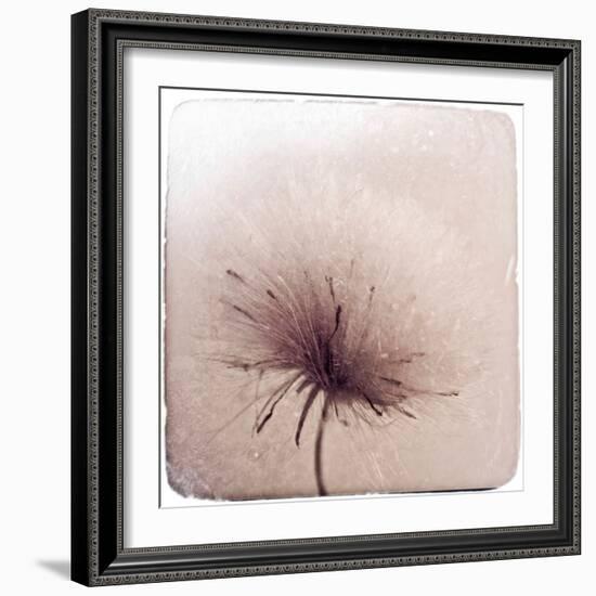 Close Up of a Flowers Seeds-Trigger Image-Framed Photographic Print