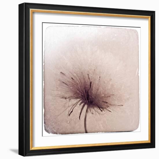 Close Up of a Flowers Seeds-Trigger Image-Framed Photographic Print