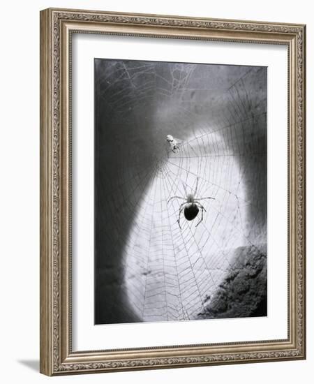 Close-Up of A Fly & Spider in A Web-null-Framed Giclee Print