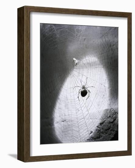 Close-Up of A Fly & Spider in A Web-null-Framed Giclee Print