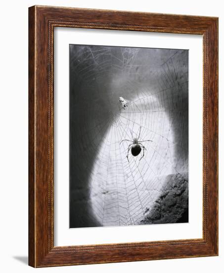 Close-Up of A Fly & Spider in A Web-null-Framed Giclee Print