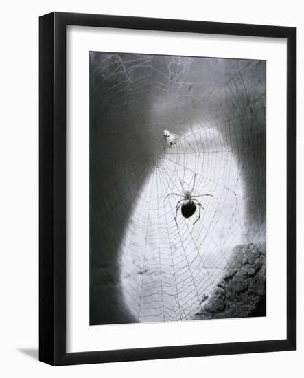 Close-Up of A Fly & Spider in A Web-null-Framed Giclee Print