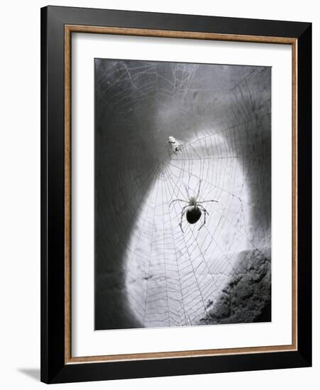 Close-Up of A Fly & Spider in A Web-null-Framed Giclee Print