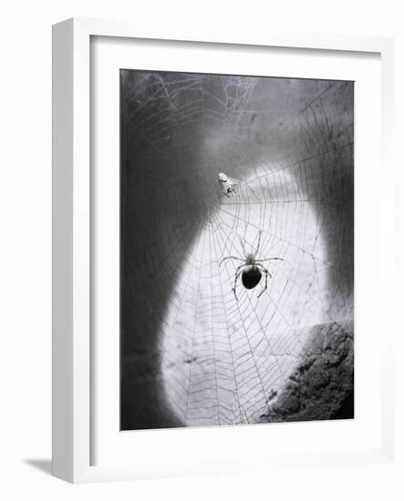 Close-Up of A Fly & Spider in A Web-null-Framed Giclee Print