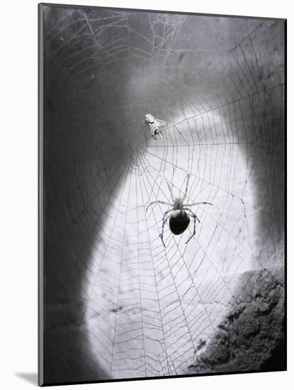 Close-Up of A Fly & Spider in A Web-null-Mounted Giclee Print