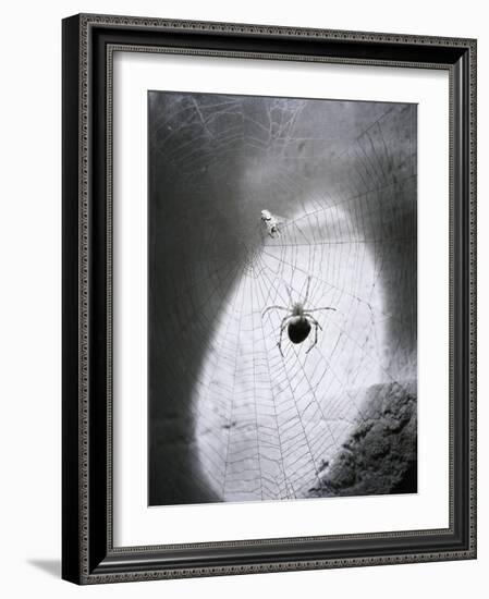 Close-Up of A Fly & Spider in A Web-null-Framed Giclee Print