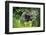 Close up of a Forest elephant hidden in foliage, Gabon-Uri Golman-Framed Photographic Print