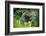 Close up of a Forest elephant hidden in foliage, Gabon-Uri Golman-Framed Photographic Print