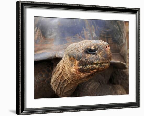 Close Up of a Galapagos Tortoise, Giant Tortoise, Geochelone Nigra, Galapagos Islands, Ecuador-Miva Stock-Framed Photographic Print