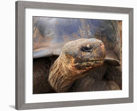 Close Up of a Galapagos Tortoise, Giant Tortoise, Geochelone Nigra, Galapagos Islands, Ecuador-Miva Stock-Framed Photographic Print