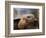 Close Up of a Galapagos Tortoise, Giant Tortoise, Geochelone Nigra, Galapagos Islands, Ecuador-Miva Stock-Framed Photographic Print