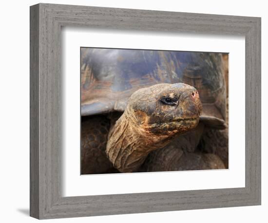 Close Up of a Galapagos Tortoise, Giant Tortoise, Geochelone Nigra, Galapagos Islands, Ecuador-Miva Stock-Framed Photographic Print