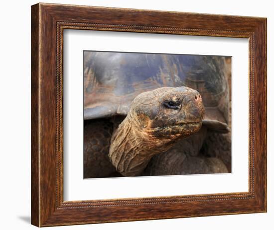 Close Up of a Galapagos Tortoise, Giant Tortoise, Geochelone Nigra, Galapagos Islands, Ecuador-Miva Stock-Framed Photographic Print