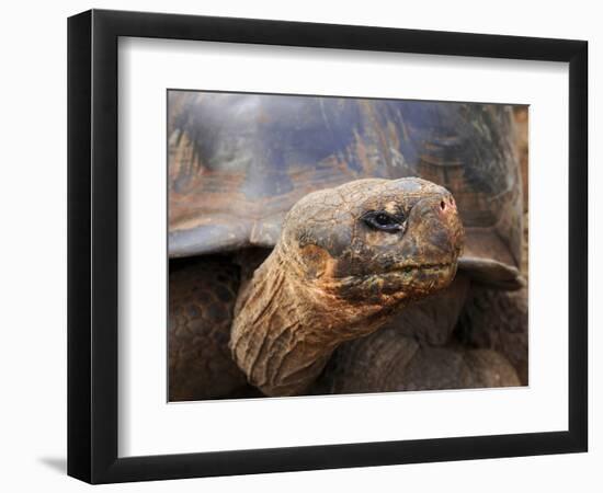 Close Up of a Galapagos Tortoise, Giant Tortoise, Geochelone Nigra, Galapagos Islands, Ecuador-Miva Stock-Framed Photographic Print