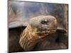 Close Up of a Galapagos Tortoise, Giant Tortoise, Geochelone Nigra, Galapagos Islands, Ecuador-Miva Stock-Mounted Photographic Print